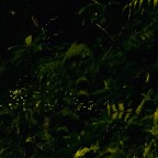 台北也看得到火金姑 來去虎山賞螢